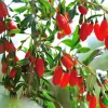 Live Goji Berry Plant - Edible Fruit Shrub, 8-12" Tall, Outdoor - Image 1