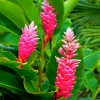 Live Hot Pink Ginger Plant – Ornamental Tropical Flower – 3-6" Tall – Ships No Pot - Image 1