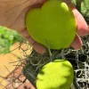 Live Hoya Kerrii Plant – Heart-Shaped Succulent – 3-6" Tall – Houseplant - Image 1