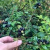 Live Huckleberry Plant - Vaccinium ovatum, 3-7" Tall, 3" Pot, Edible Berries - Image 1