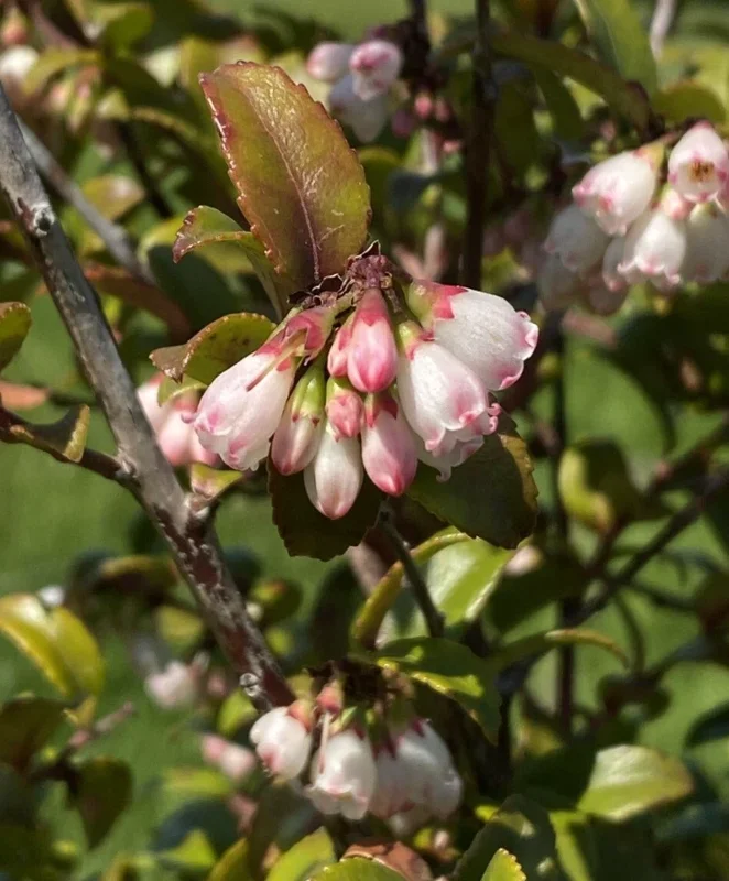 Live Huckleberry Plant – Vaccinium ovatum – 4-10" Tall – Edible Berries - Image 2