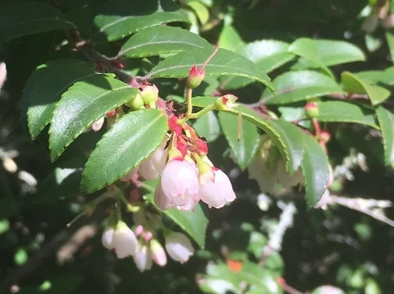 Live Huckleberry Plant – Vaccinium ovatum – 4-10" Tall – Edible Berries - Image 3