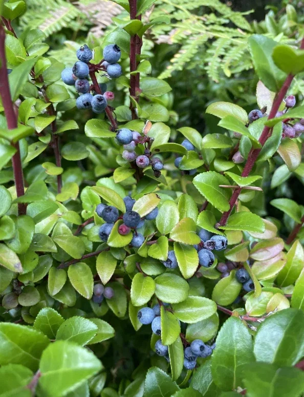 Live Huckleberry Plant – Vaccinium ovatum – 4-10" Tall – Edible Berries - Image 4
