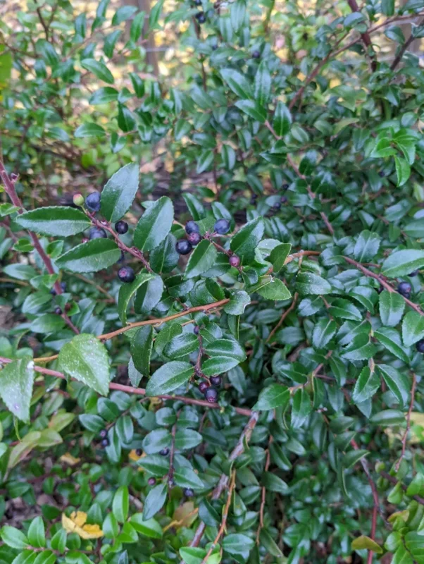 Live Huckleberry Plant – Vaccinium ovatum – 4-10" Tall – Edible Berries - Image 5