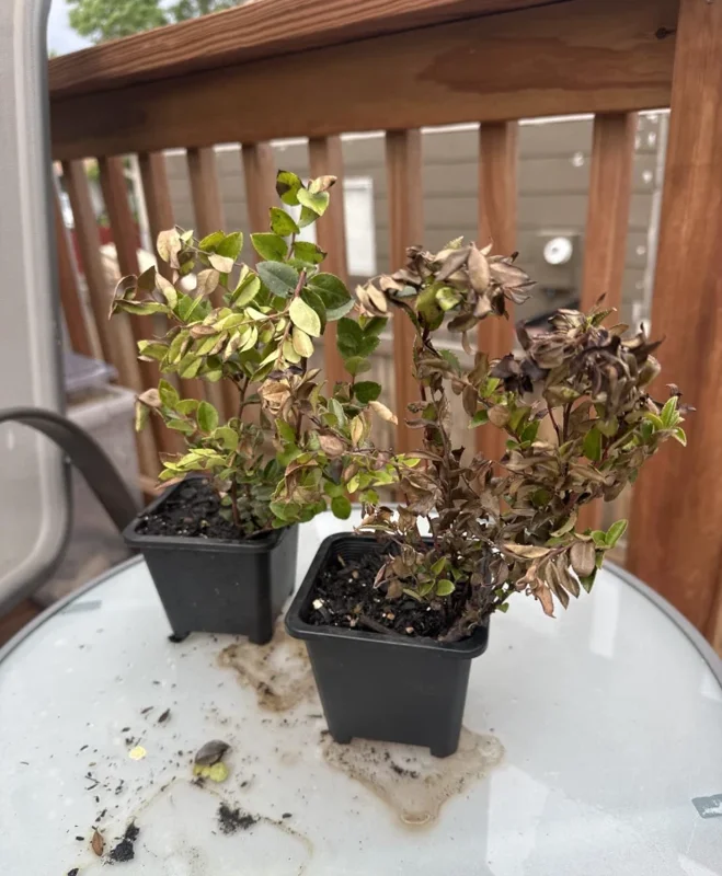 Live Huckleberry Plant – Vaccinium ovatum – 4-10" Tall – Edible Berries - Image 6