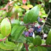 Live Huckleberry Plant – Vaccinium ovatum – 4-10" Tall – Edible Berries - Image 1