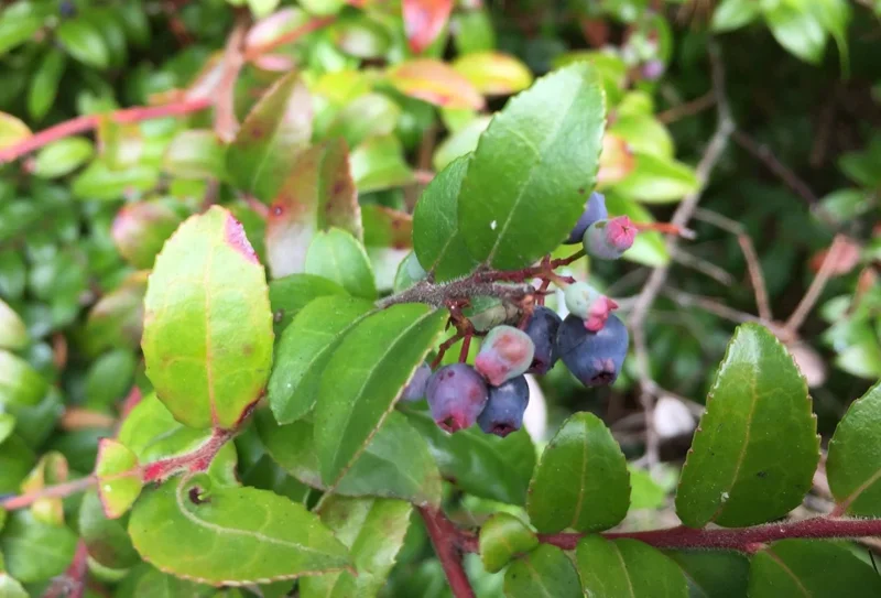 Live Huckleberry Plant – Vaccinium ovatum – 4-10" Tall – Edible Berries - Image 1