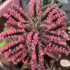 Live Kalanchoe Pink Butterfly Plant – 2” Pot – Variegated Succulent – Indoor - Image 1