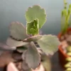 Live Kalanchoe Stained Glass Plant – 2" Pot – Variegated Succulent - Image 1
