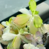 Live Kalanchoe Stained Glass Plant – 4” Pot Variegated Succulent Indoor - Image 1