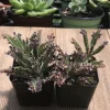 Live Kalanchoe tubiflora Mother of Millions Plant – 2 inch Pot Succulent - Image 1