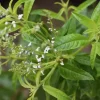 Live Lemon Verbena Plant – 3-5" Tall – Fragrant Culinary Herb - Image 1