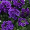 Live Light Lavender Verbena Plant – Hardy Canadensis Flower – 4-5" Tall - Image 1