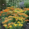 Live Milkweed Plant Mix – 4-6" Tall Butterfly Host Plant – Easy Care - Image 1