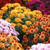 Live Mum Plant – Chrysanthemum Flower – 3-5" Tall – Random Color – Easy Care - Image 1