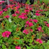 Live Pink Verbena Plant – Hardy Canadensis Hot Pink – 4-5" Tall – Outdoor Flower - Image 1