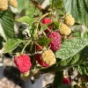 Live Raspberry Caroline Plant - Everbearing Fruit Cane, 4-6" Tall - Image 1