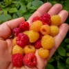 Live Raspberry Plant - Edible Berry Cane, 4-6" Tall, Bare Root - Image 1