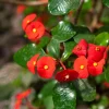 Live Red Crown of Thorns Plant – Flowering Succulent – 1 Pot - Image 1
