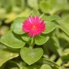 Live Red Ice Plant – 4" Pot – Colorful Succulent – Low Maintenance Outdoor - Image 1