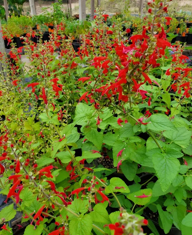Live Red Salvia Plant – 2 Plants per 4-inch Pot – Vibrant Flowering Perennial - Image 2