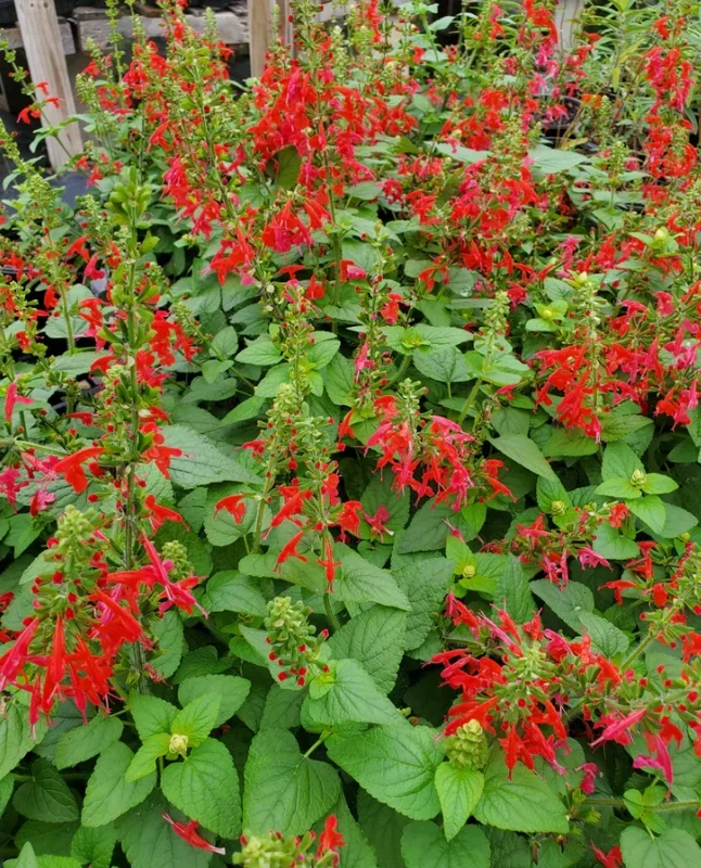 Live Red Salvia Plant – 2 Plants per 4-inch Pot – Vibrant Flowering Perennial - Image 3