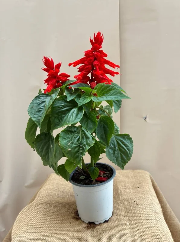 Live Red Salvia Plant – 2 Plants per 4-inch Pot – Vibrant Flowering Perennial - Image 5