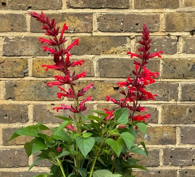 Live Red Salvia Plant – 2 Plants per 4-inch Pot – Vibrant Flowering Perennial - Image 6
