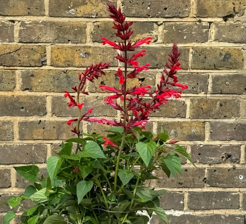 Live Red Salvia Plant – 2 Plants per 4-inch Pot – Vibrant Flowering Perennial - Image 7