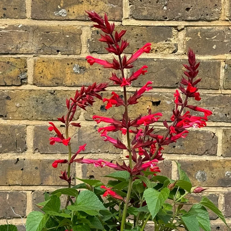 Live Red Salvia Plant – 2 Plants per 4-inch Pot – Vibrant Flowering Perennial - Image 8