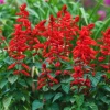 Live Red Salvia Plant – 2 Plants per 4-inch Pot – Vibrant Flowering Perennial - Image 1