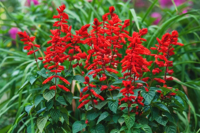 Live Red Salvia Plant – 2 Plants per 4-inch Pot – Vibrant Flowering Perennial - Image 1