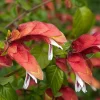Live Red Shrimp Plant - Blooming Tropical Plant, 4-6" Tall, Indoor/Outdoor - Image 1