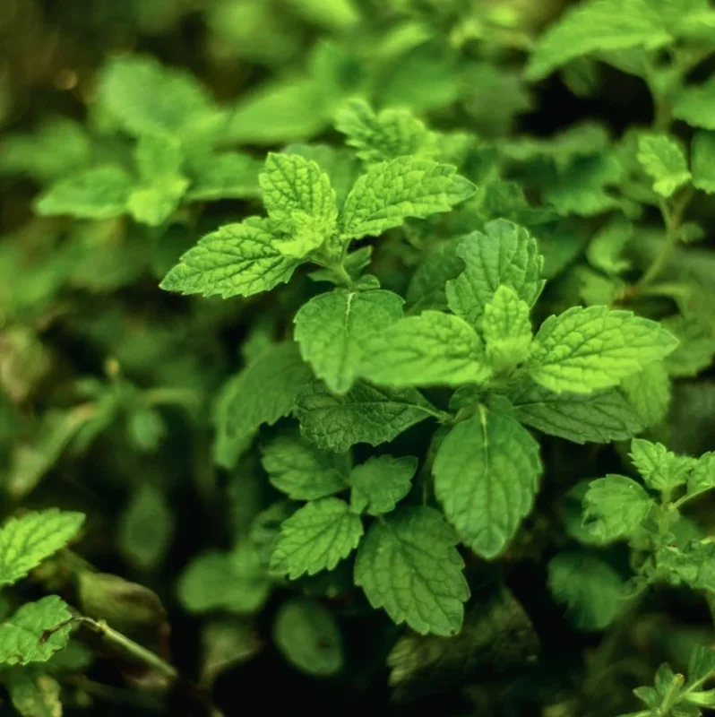 Live Spearmint Plant – 1 Pot Culinary Herb – Fresh Garden Plant - Image 2