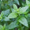 Live Spearmint Plant – 1 Pot Culinary Herb – Fresh Garden Plant - Image 1