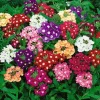 Live Verbena Plant - Random Color Flower, 3-5" Tall, Outdoor - Image 1