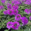 Live Verbena Purple Plant – 4" Pot – Vibrant Outdoor Flower Plant - Image 1