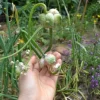 Live Walking Onion Plants - 3 Plants Per Pot - Easy Grow Perennial Herb - Image 1