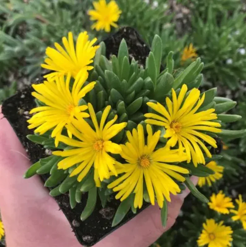 Live Yellow Ice Plant – Delosperma – 4" Pot Flowering Succulent – Outdoor Ground Cover - Image 2