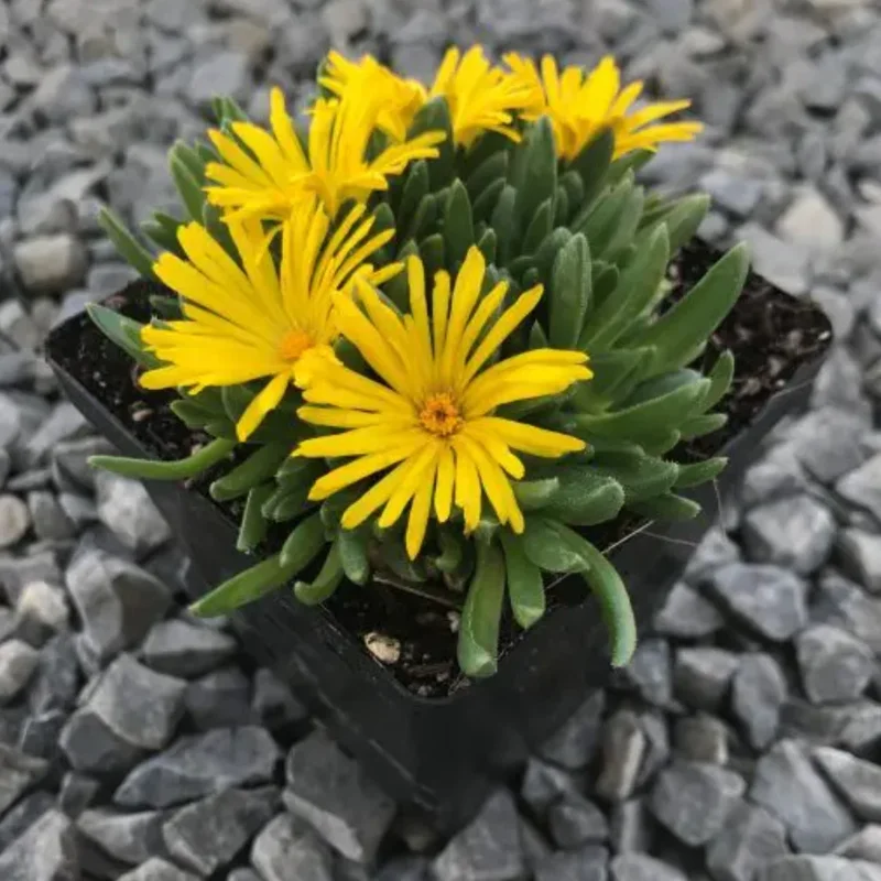 Live Yellow Ice Plant – Delosperma – 4" Pot Flowering Succulent – Outdoor Ground Cover - Image 3