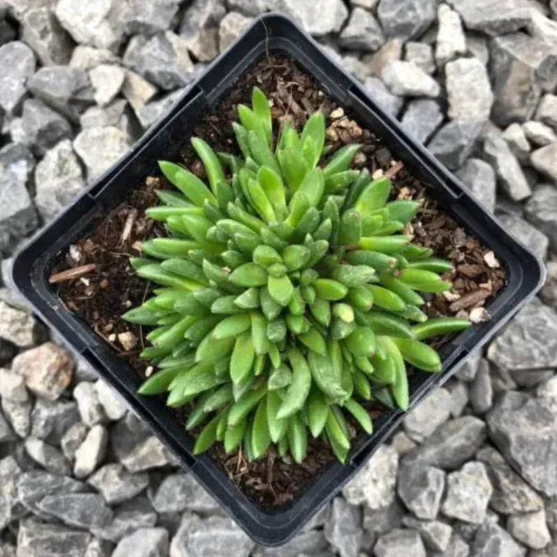 Live Yellow Ice Plant – Delosperma – 4" Pot Flowering Succulent – Outdoor Ground Cover - Image 4