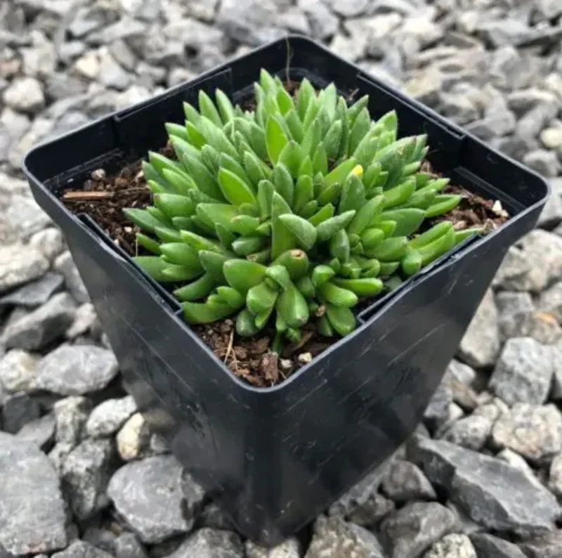 Live Yellow Ice Plant – Delosperma – 4" Pot Flowering Succulent – Outdoor Ground Cover - Image 5