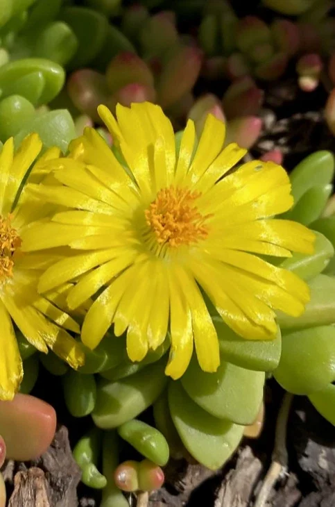 Live Yellow Ice Plant – Delosperma – 4" Pot Flowering Succulent – Outdoor Ground Cover - Image 6