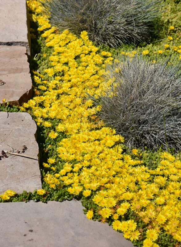 Live Yellow Ice Plant – Delosperma – 4" Pot Flowering Succulent – Outdoor Ground Cover - Image 7