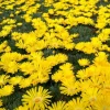 Live Yellow Ice Plant – Delosperma – 4" Pot Flowering Succulent – Outdoor Ground Cover - Image 1