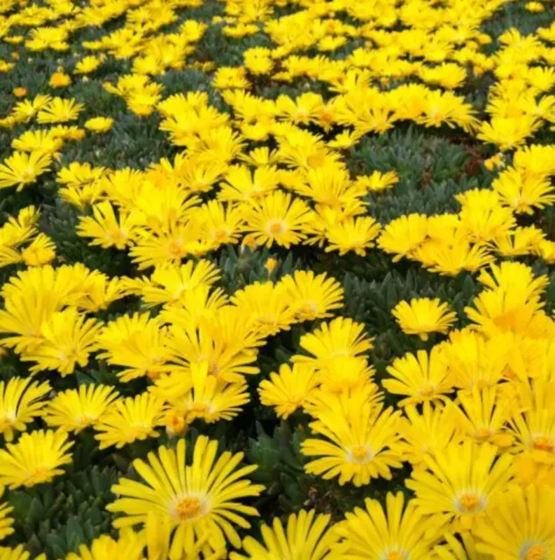 Live Yellow Ice Plant – Delosperma – 4" Pot Flowering Succulent – Outdoor Ground Cover - Image 1