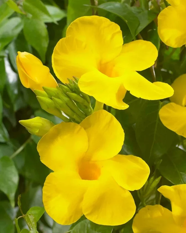 Mandevilla Yellow Live Plant – Tropical Climbing Vine – 4-10" Tall - Image 2