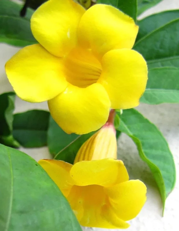 Mandevilla Yellow Live Plant – Tropical Climbing Vine – 4-10" Tall - Image 3