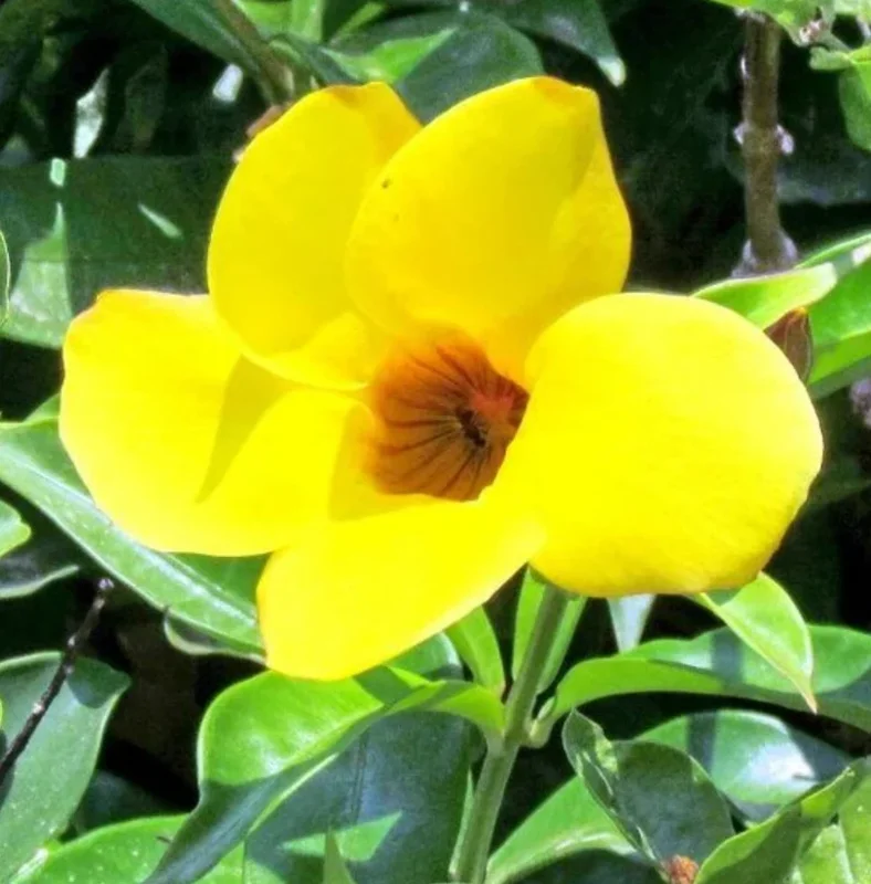 Mandevilla Yellow Live Plant – Tropical Climbing Vine – 4-10" Tall - Image 4