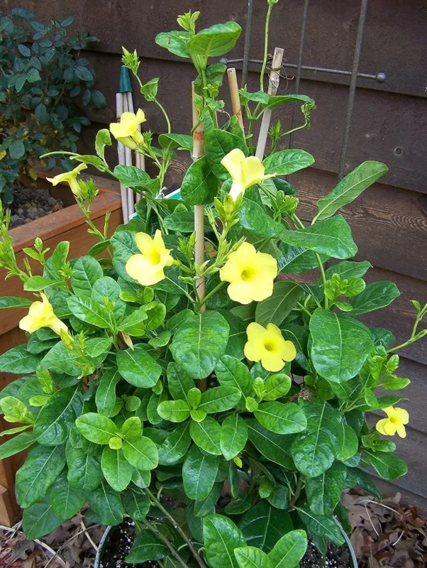 Mandevilla Yellow Live Plant – Tropical Climbing Vine – 4-10" Tall - Image 5